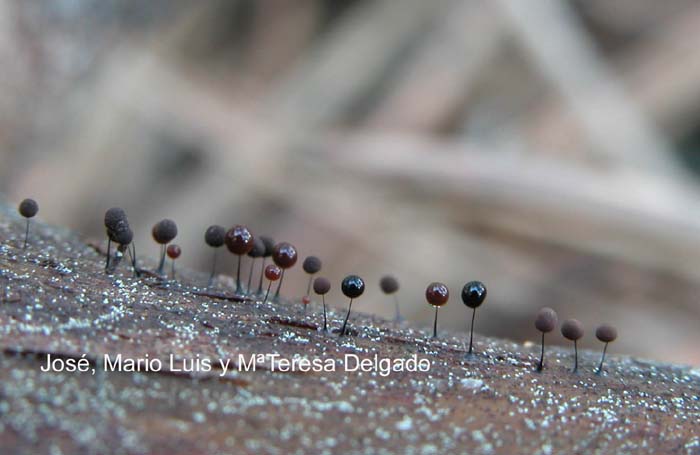 Comatricha nigra  diferentes fases